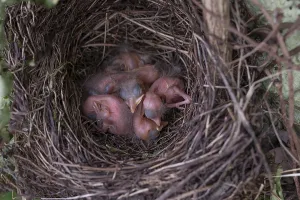 Five hatched blackbirds (Turdus merula) in the nest