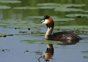 Haubentaucher, Podiceps cristatus
