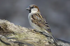 Haussperling (Passer domesticus) Maennchen