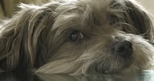 Havana Silk Dog or Havanese Bichon Dog