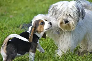 A Havanese and a Beagle puppy playing wildly on a green meadow