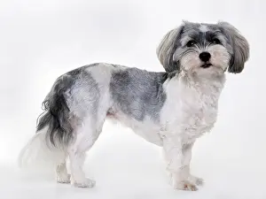 Havanese, bitch, puppy, 11 months, shaved