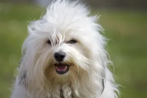 Havanese in front of a green background
