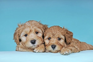 Havanese, two puppies, brown-white, 9 weeks