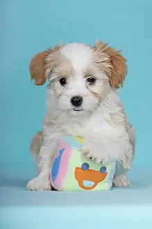 Havanese, puppy, brown-white, 9 weeks