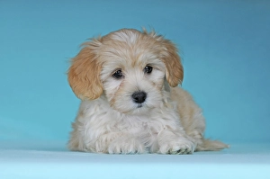 Havanese, puppy, brown-white, 9 weeks, portrait