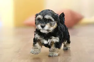 Havanese, puppy, detachable