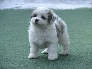 Havanese, Puppy, FCI, Standard No
