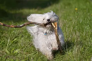 Havanese retrieving a broken stick