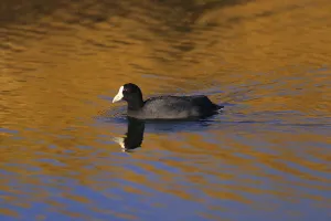Hawaiian Coot, Fulica alai, USA