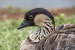 Hawaiian Goose, also Nene (Branta sandvicensis)