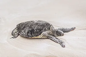 Hawaiian green sea turtle or honu is native to Hawaii