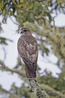 Hawaiian Hawk, Io, endangered Hawaiian Hawk