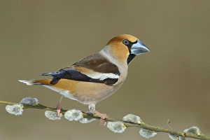 Hawfinch (Coccothraustes coccothraustes)