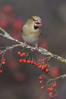 Hawfinch (Coccothraustes coccothraustes)
