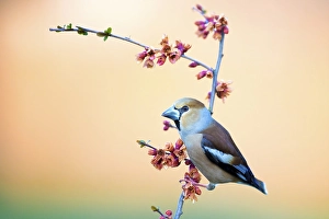 Hawfinch (Coccothraustes coccothraustes) sitting on a branch of flowering ornamental quince (Chaenomeles japonica)