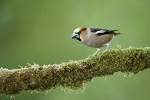Hawfinch (Coccothraustes coccothraustes)