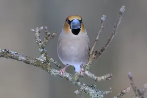 Hawfinch (Coccothraustes coccothraustes)