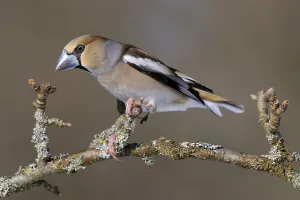 Hawfinch (Coccothraustes coccothraustes)