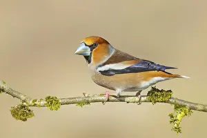Hawfinch (Coccothraustes coccothraustes)
