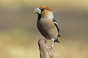 Hawfinch, Coccothraustes coccothraustes