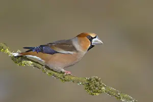 Hawfinch (Coccothraustes coccothraustes)