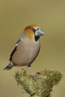 Hawfinch (Coccothraustes coccothraustes)