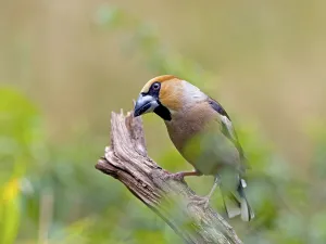 Hawfinch (Coccothraustes coccothraustes)