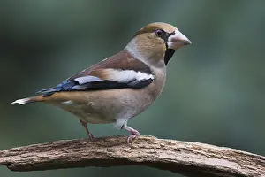 Hawfinch (Coccothraustes coccothraustes)