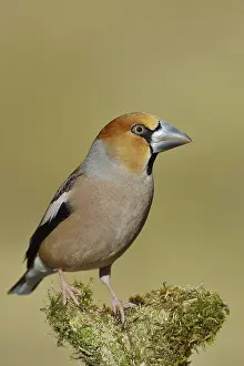 Hawfinch (Coccothraustes coccothraustes)