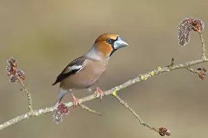 Hawfinch (Coccothraustes coccothraustes)