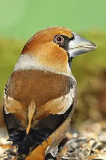 Hawfinch (Coccothraustes coccothraustes)
