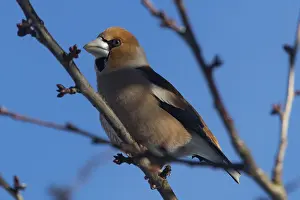 Hawfinch (Coccothraustes coccothraustes)