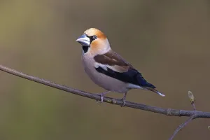 Hawfinch (Coccothraustes coccothraustes)
