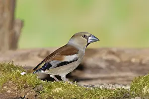 Hawfinch (Coccothraustes coccothraustes)