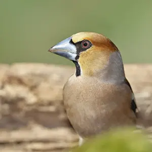 Hawfinch (Coccothraustes coccothraustes)