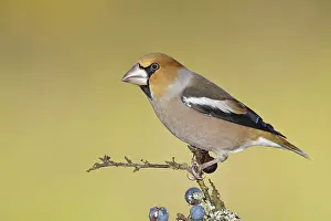Hawfinch (Coccothraustes coccothraustes)