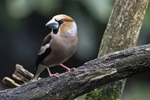 Hawfinch (Coccothraustes coccothraustes)