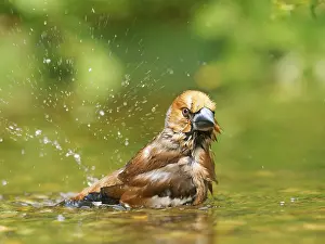 Hawfinch (Coccothraustes coccothraustes)