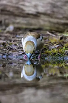 A hawfinch (Coccothraustes coccothraustes) drinking water