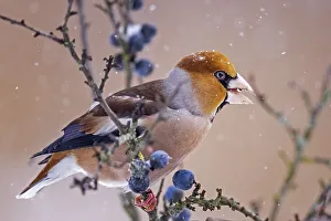 Hawfinch (Coccothraustes coccothraustes) Feeding on a blackthorn in the snow