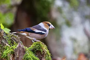 Hawfinch (Coccothraustes coccothraustes) Germany