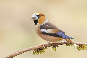 Hawfinch (Coccothraustes coccothraustes) male sitting on a branch covered with moss