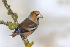 Hawfinch (Coccothraustes coccothraustes) sitting on a branch overgrown with lichen