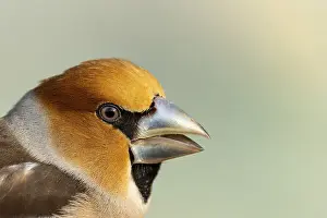 Hawfinch male (Coccothraustes coccothraustes)