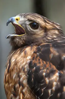 Hawk falcon raptor bird