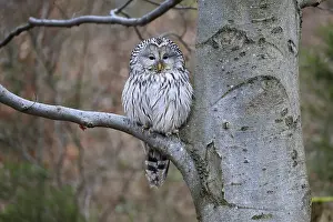 Hawk owl (Strix uralensis), adult