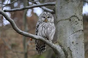 Hawk owl (Strix uralensis), adult