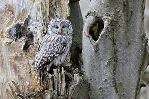 Hawk owl (Strix uralensis), adult