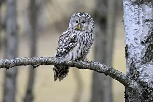 Hawk owl (Strix uralensis), adult